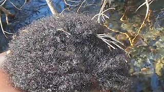 PRIMAL BLACK BBW HAS FUN & PLAYS IN NATURE NUDE