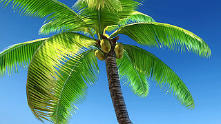 Zack Island Paradise