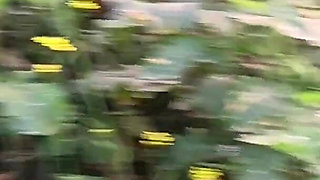 Once Again the Brother-in-law Fucked the New Sister-in-law in the Mustard Field.outdoor Sex