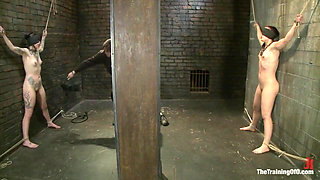 Final Exam-muscles and Sparky