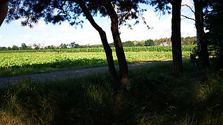 Hard Titslapping in the Woods